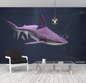 Picture of Requin  Nausicaa